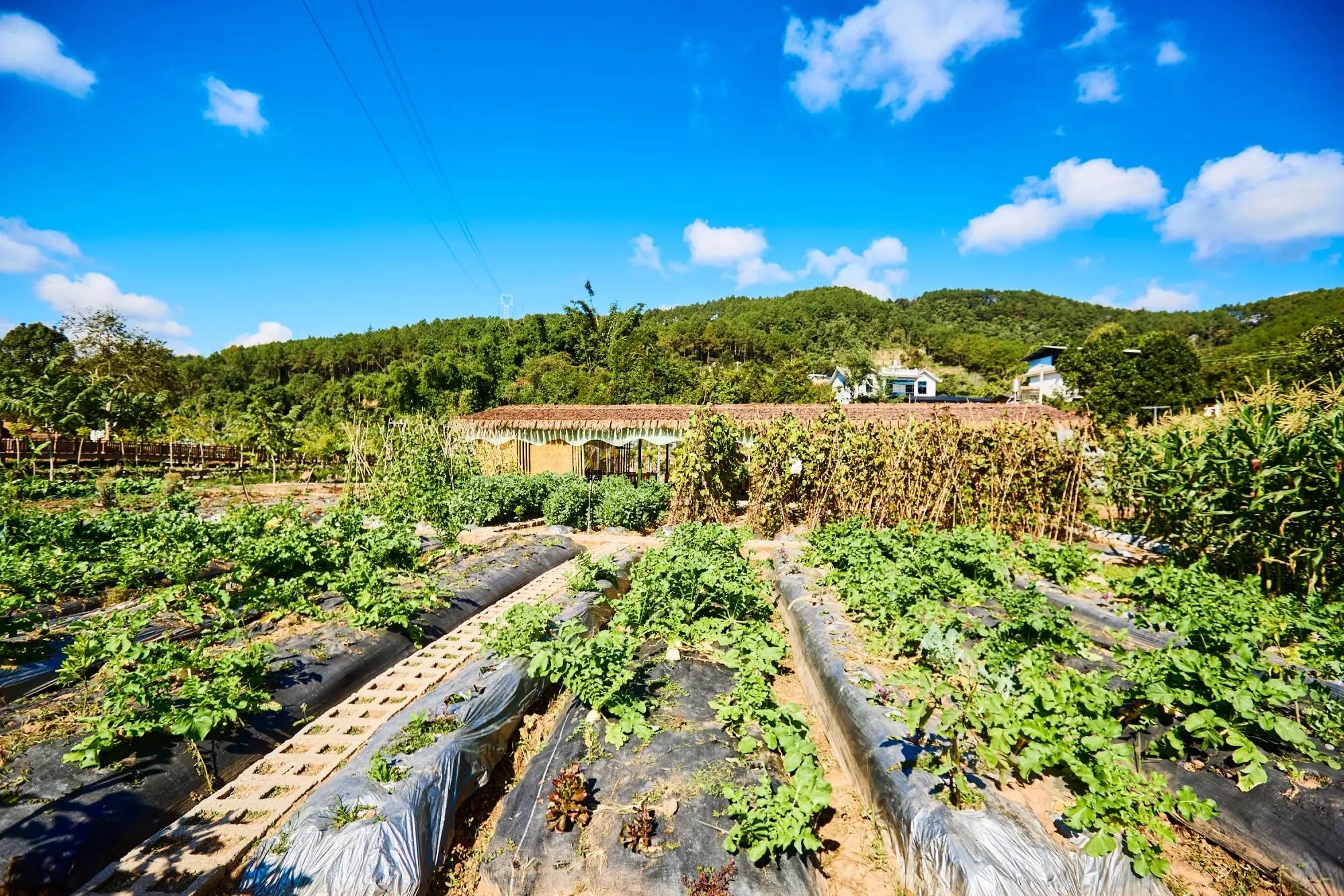 村云南本土与现代技艺交融的咖啡文化生活AG真人app普洱思茅